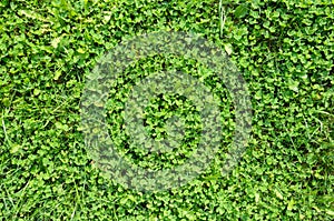 Green Clover Lawn Texture