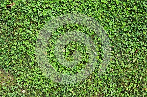 Green Clover Lawn Texture
