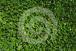 Green clover lawn texture background