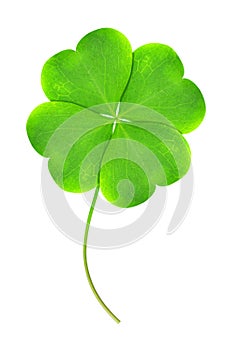 Green clover leaf