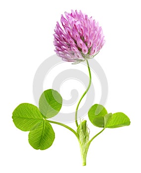 Green clover leaf and flower isolated