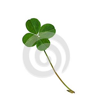 Green clover leaf with four petals isolated on white