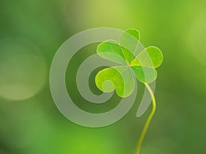 Green clover leaf on green background. Saint Patrick`s Day. Means hope, faith, love and luck