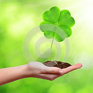 Green clover leaf