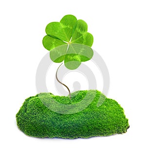 Green clover leaf isolated