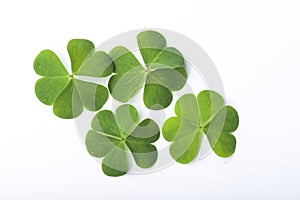 Green clover leaf isolated on white