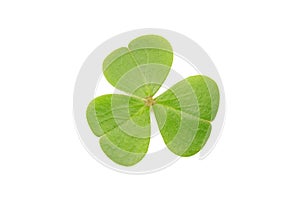 Green clover leaf isolated on white background