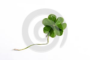 Green clover leaf isolated on white background