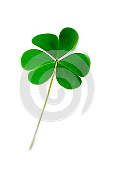 Green clover leaf isolated on white background. with three-leaved shamrocks. St. Patrick`s day holiday symbol.