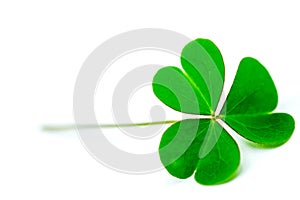 Green clover leaf isolated on white background. with three-leaved shamrocks. St. Patrick`s day holiday symbol.