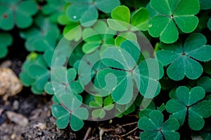 Green clover leaf isolated on white background. with three-leaved shamrocks. St. Patrick`s day holiday symbol.