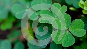 Green clover leaf isolated on white background. with three-leaved shamrocks. St. Patrick`s day holiday symbol.