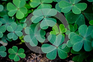 Green clover leaf isolated on white background. with three-leaved shamrocks. St. Patrick`s day holiday symbol.