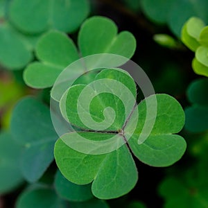 Green clover leaf isolated on white background. with three-leaved shamrocks. St. Patrick`s day holiday symbol.