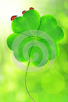 Green clover leaf