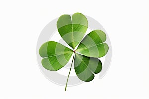 Green clover leaves against a clean white backdrop, representing nature's simplicity