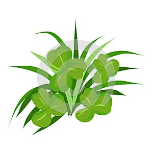Green clover leaves as a design element.