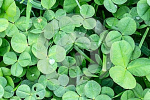 Green clover leaves background, St. Patrick`s Day concept, floral texture