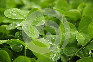 Green clover leaves in drops of water after rain.  Calm green background.