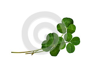 Green clover leaves in a floral arrangement isolated on white