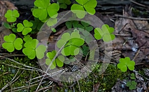 Green clover leaves in the forest close-up