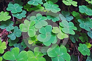 Green clover leaves in the forest close-up