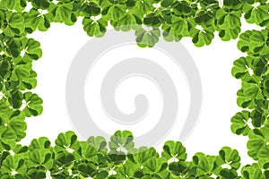 green clover leaves isolated on white background. St.Patrick \'s Day