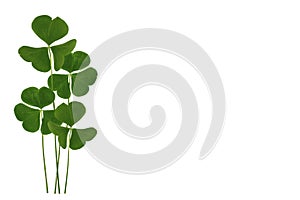 green clover leaves isolated on white background. St.Patrick \'s Day