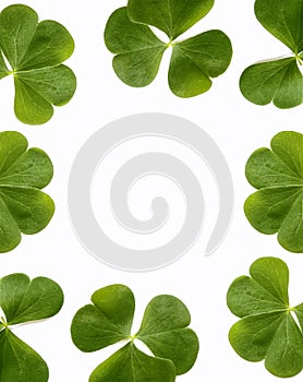 green clover leaves isolated on white background. St.Patrick \'s Day