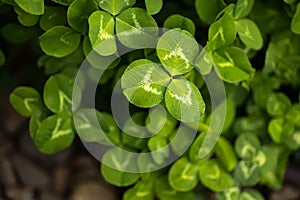 Green clover leaves in the park in the spring under the sun