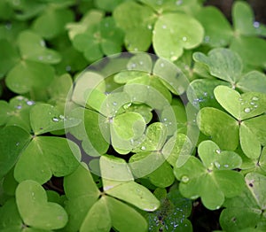 Green clover leaves with rain water drops