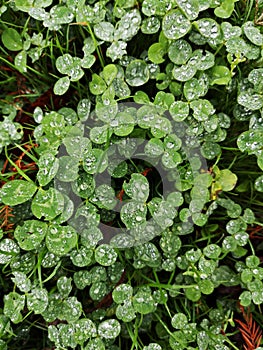 Green clover leaves after rain with water drops sparkling