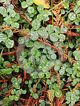 Green clover leaves after rain with water drops sparkling