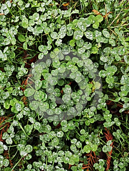 Green clover leaves after rain with water drops sparkling