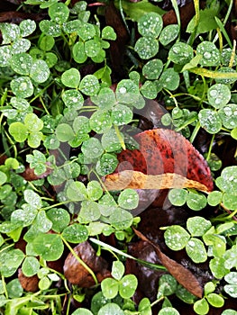 Green clover leaves after rain with water drops sparkling