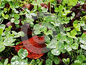 Green clover leaves after rain with water drops sparkling