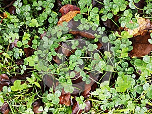 Green clover leaves after rain with water drops sparkling