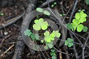 Green Clover for luck