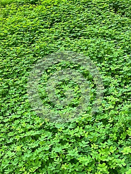 Green clover meadow, Bermuda buttercup, Oxalis pes-caprae