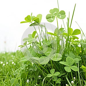 Green clover patch in spring grass isolated