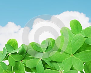 Green clover