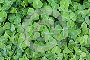 Green clover