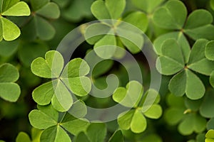 Green clover, St. Patrick`s day holiday symbol