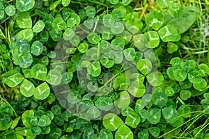 Green clover with visible details. background or texture