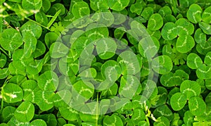 green clover with visible texture. macro shot