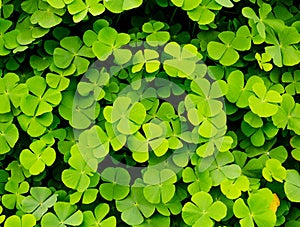 Green clovers leaf