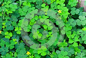 Green clovers leaf with little yellow flower