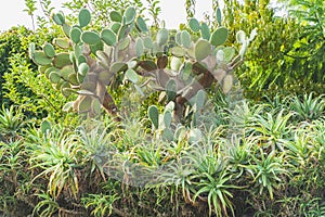 Green clump of large cacti opuntia and aloe vera decorate garden in natural way. Aloe is also medicinal herbs.