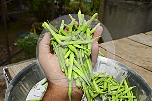 Green  cluster, guvar beans