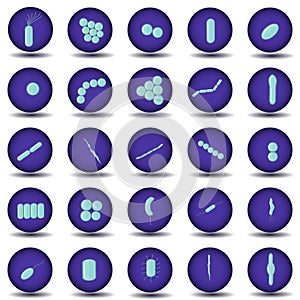 Green coccus, bacillus, curved bacteria in purple circles.